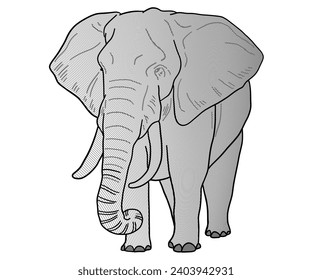 Elephant Drawing Sketch Line Blended