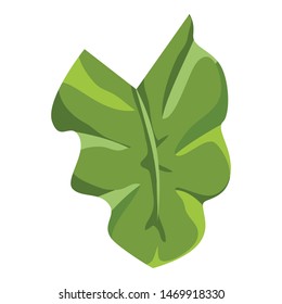 Elephant ear leaf icon. Cartoon of elephant ear leaf vector icon for web design isolated on white background