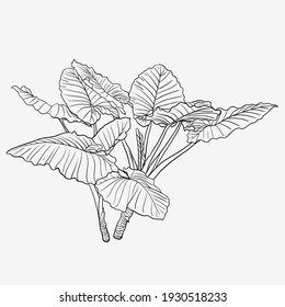 Elephant ear plant  hand drawn vector illustration isolated white background
