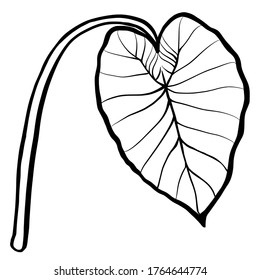 Elephant ear plant leaf hand drawn vector illustration isolated white background 