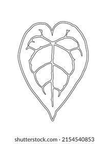Elephant ear plant in line art style  anthurium crystallinum leaf illustration  contour drawing