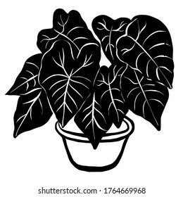 Elephant ear plant in pot hand drawn vector illustration isolated white background 