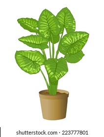 Elephant Ear Plant, Taro