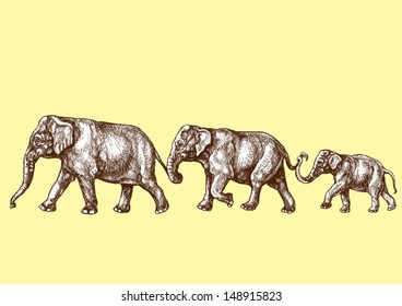 Elephant family 