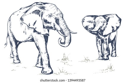 Elephant family, elephant with baby elephan. African elephant. Hand drawn illustration in sketch style. Vintage hand drawn vector illustration isolated on white background