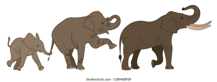 Elephant. Family.  Vector illustration on white background.