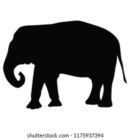 Elephant female vector silhouette illustration isolated on white background. African animal, big five member. Fangs, alert of poacher. Elephant silhouette. Safari attraction.