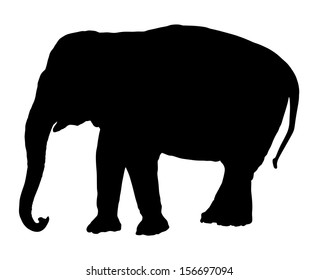 Elephant female vector silhouette illustration isolated on white background. African animal, big five member. Fangs, alert of poacher. Elephant silhouette. Safari attraction.