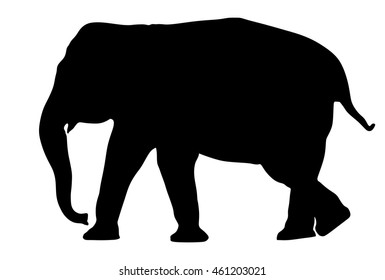 Elephant female vector silhouette illustration isolated on white background. African animal, big five member. Fangs, alert of poacher. Elephant silhouette. Safari attraction.