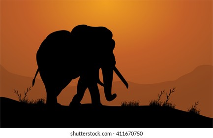 Elephant in the field of silhouette with orange backgrounds