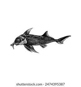 Elephant Fish hand drawing vector isolated on white background.