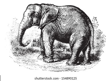 Elephant in forest, vintage engraved illustration. Animaux Sauvages et Domestiques - For kids - 1892.