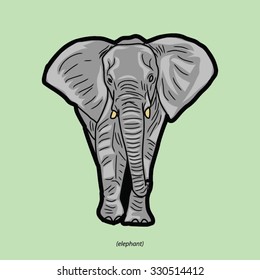 elephant front