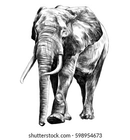 elephant in full growth, moving forward, sketch graphics vector black and white drawing
