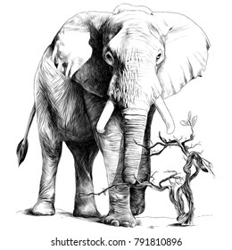 elephant in full growth is in the sand, the dry branch grows, sketch vector graphics monochrome drawing