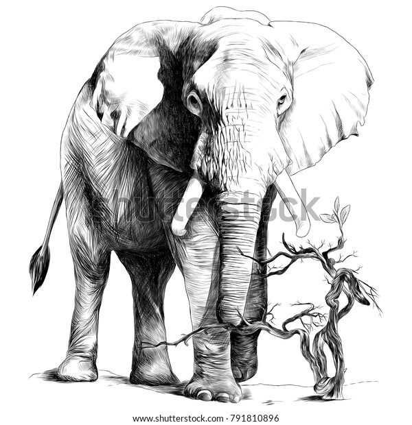 完全に成長した象は砂の中にあり 乾いた枝は成長し スケッチベクターグラフィックスのモノクロ図面 のベクター画像素材 ロイヤリティフリー