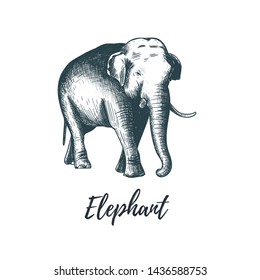 Elephant hand drawing vector illustration. Elephant silhouette. Elephant sketch