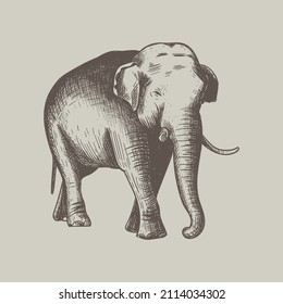 Elefante, handgezeichnete Vektorgrafik. Elefante Silhouette. Elefantenskizze