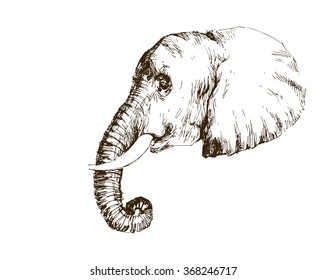 elephant hand drawn illustration