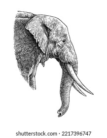 Elephant, Hand Drawn Illustration, Isolated Vector