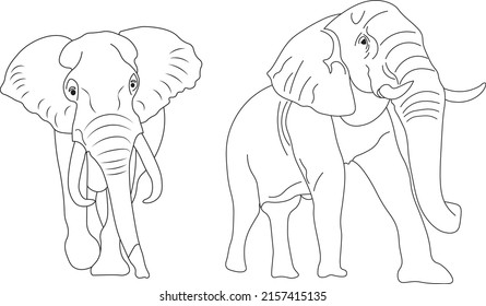 Elephant hand drawn illustrations for painting or layout