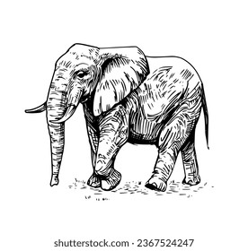 Elephant hand drawn sketch. Vector illustration. Black outline isolated on white background