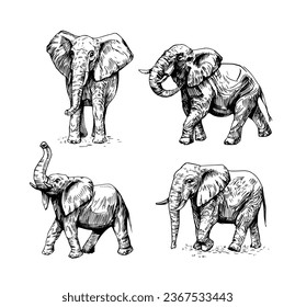 Elephant hand drawn sketch. Vector illustration. Black outline isolated on white background