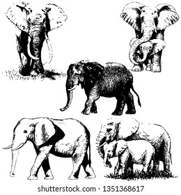 Elephant hand drawn vector illustration
