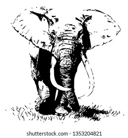 Elephant hand drawn vector illustration. Wild animal