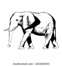 Elephant hand drawn vector illustration. Wild animal
