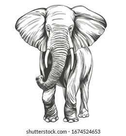 Asian Elephant Sketch High Res Stock Images Shutterstock