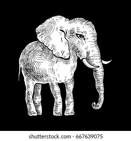 Elephant. Hand drawn Vector illustration