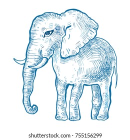 Elephant. Hand drawn Vector illustration, White background