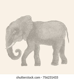 Elephant. Hand drawn Vector illustration, Vintage style