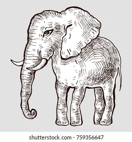 Elephant. Hand drawn Vector illustration, White background