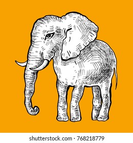 Elephant. Hand drawn Vector illustration, Vintage style