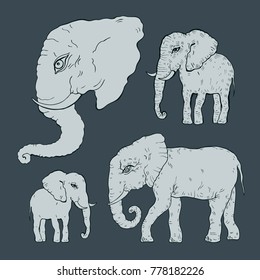 Elephant. Hand drawn Vector illustration, Vintage style