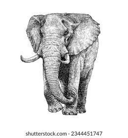 Elephant, hand drawn wild animal illustration, Isolated Vector