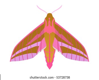 Elephant hawk moth