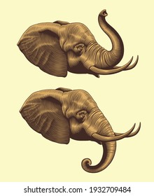 Elephant head. Art detailed editable illustration. Vector vintage engraving. Isolated on light background. 8 EPS