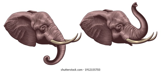 Elephant head. Hand drawn engraving. Vector vintage illustration. 8 EPS