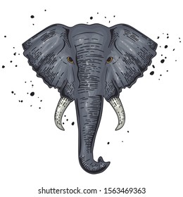 Elephant head, hand drawn vector engraving