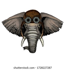 Elephant head. Portrait of wild animal. Aviator flying leather helmet with googles.