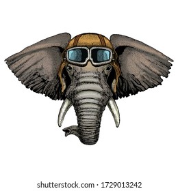 Elephant head. Portrait of wild animal. Vintage aviator helmet with googles.