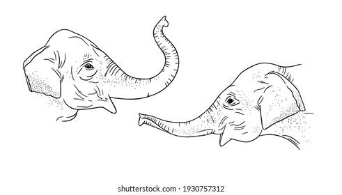 Perfiles de la cabeza de elefante aislados en fondo blanco. Elefantes realistas de Tailandia. Dibujar ilustración vectorial