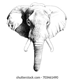 elephant head sketch vector graphics black and white monochrome pattern
