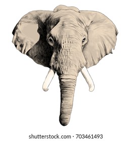 elephant head sketch vector graphics color picture