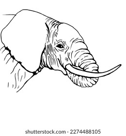 Elephant head with trunk in mouth. Side view. Drawing with black lines, marker, line art. Vector illustration