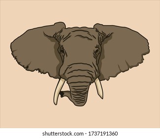 Elephant head vector illustration front view