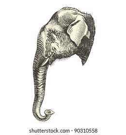 Elephant head - vintage engraved illustration - "Cent récits d'histoire naturelle" by C.Delon published in 1889 France